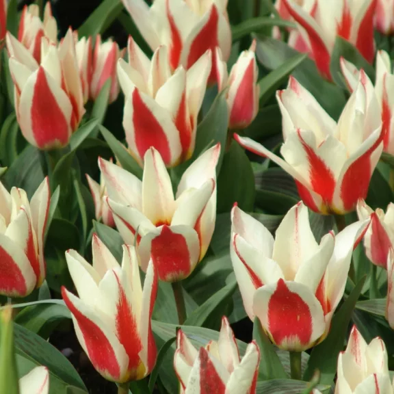 Tulipa Johann Strauss / Kaufmanniana tulipán 10 db (LA)