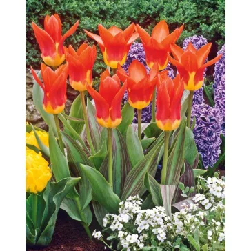 Tulipa Juan / Fosteriana tulipán 7 db (LA)