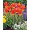Tulipa Juan / Fosteriana tulipán 7 db (LA)