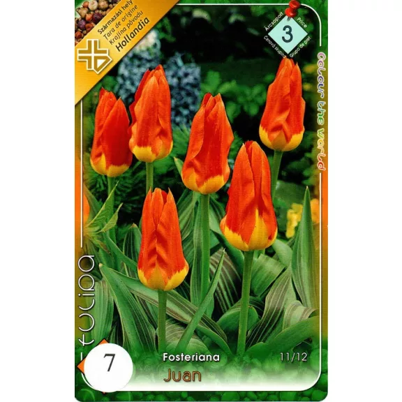 Tulipa Juan / Fosteriana tulipán 7 db (LA)