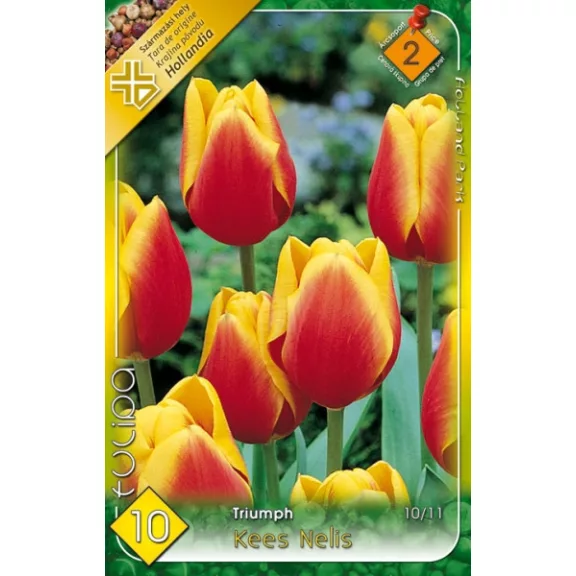 Tulipa Kees Nelis / Tulipán Kees Nelis 6 db (LA)