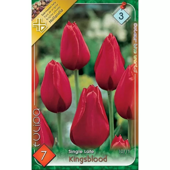 Tulipa Kingsblood / Egyszerű virágú késői tulipán 7 db (LA)