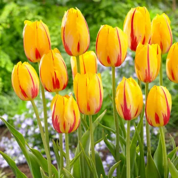   Tulipa la Courtine / Egyszerű virágú késői tulipán 7 db (LA)