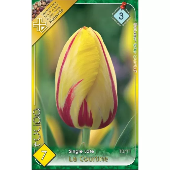 Tulipa la Courtine / Egyszerű virágú késői tulipán 7 db (LA)