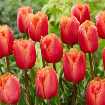 Tulipa Lambada / Tulipán Lambada rojtos szirmú 8 db (LA)