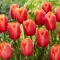 Tulipa Lambada / Tulipán Lambada rojtos szirmú 8 db (LA)