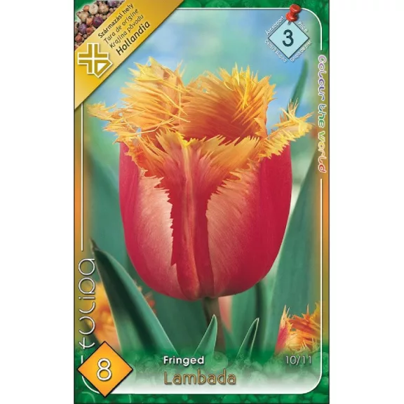 Tulipa Lambada / Tulipán Lambada rojtos szirmú 8 db (LA)