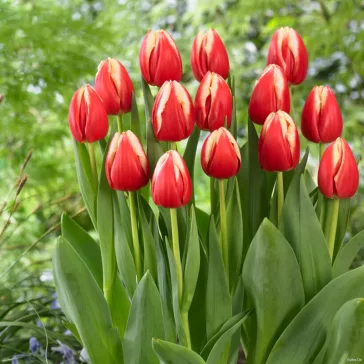 Tulipa Leen van der Mark / Triumph tulipán 6 db (LA)