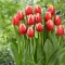 Tulipa Leen van der Mark / Triumph tulipán 6 db (LA)