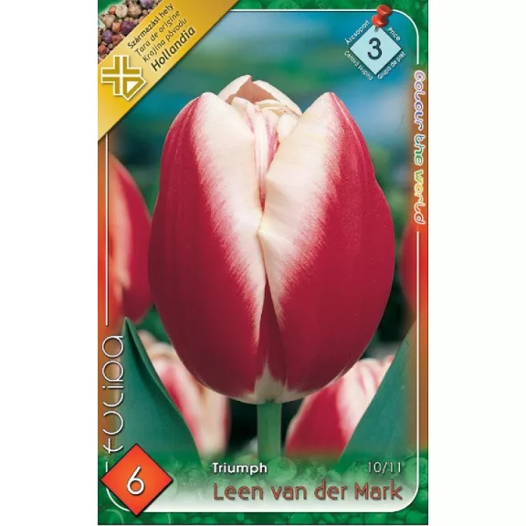 Tulipa Leen van der Mark / Triumph tulipán 6 db (LA)