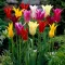 Tulipa Lilyflowered mix / Tulipán Liliomvirágú mix 6 db (LA)