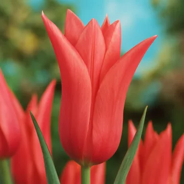 Tulipa Marietta / Tulipán Marietta 6 db (LA)