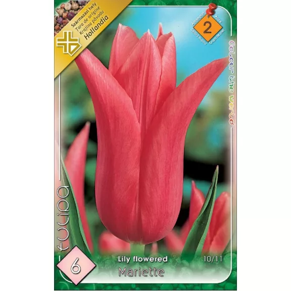 Tulipa Marietta / Tulipán Marietta 6 db (LA)