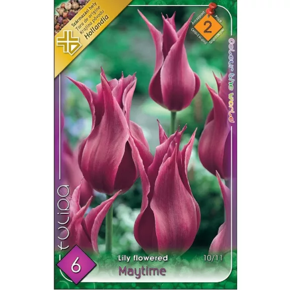 Tulipa Maytime / Tulipán Maytime 6 db (LA)