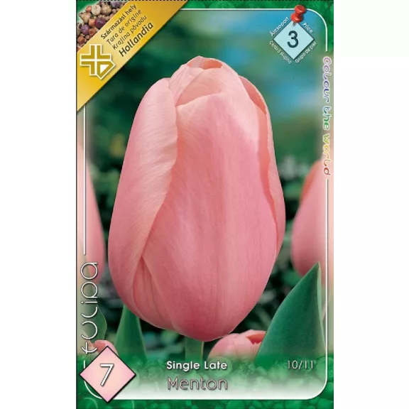 Tulipa Menton / Egyszerű virágú késői tulipán 7 db (LA)