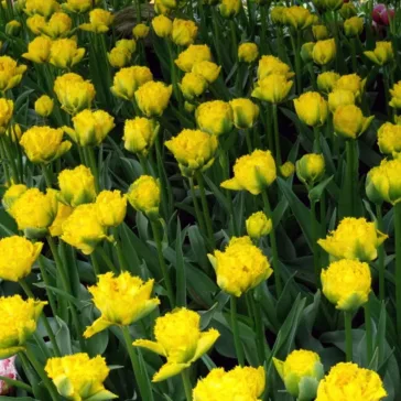 Tulipa Monte Carlo / Teltvirágú korai tulipán 6 db (LA)