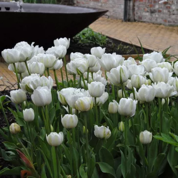   Tulipa Mount Tacoma / Teltvirágú késői tulipán 7 db (LA)