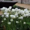 Tulipa Mount Tacoma / Teltvirágú késői tulipán 7 db (LA)