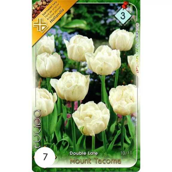 Tulipa Mount Tacoma / Teltvirágú késői tulipán 7 db (LA)
