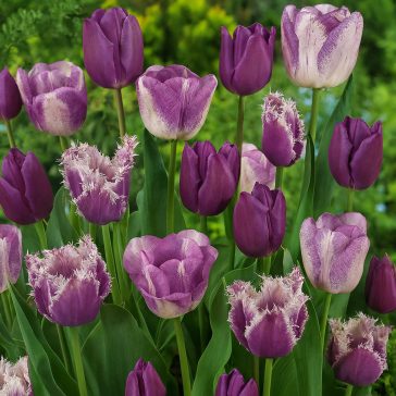 Tulipán kollekció 3×5 db / lila (LA)