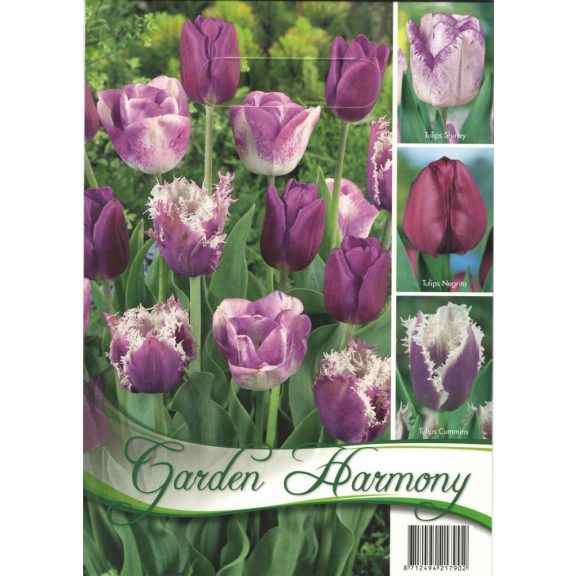 Tulipán kollekció 3×5 db / lila (LA)