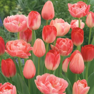 Tulipán kollekció 3×5 db / rózsaszín (LA)