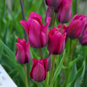 Tulipa Night Club / Csokros tulipán 6 db (LA)