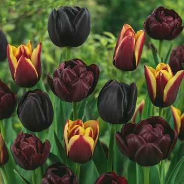 Tulipán kollekció 3×5 db / fekete (LA)