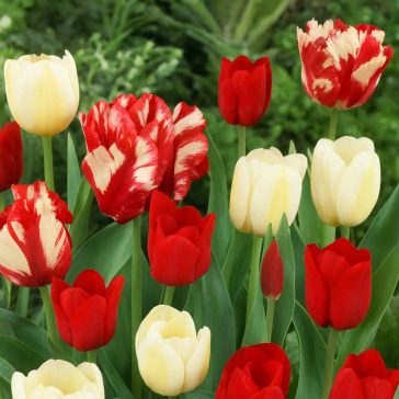 Tulipán kollekció 3×5 db / piros-fehér (LA)