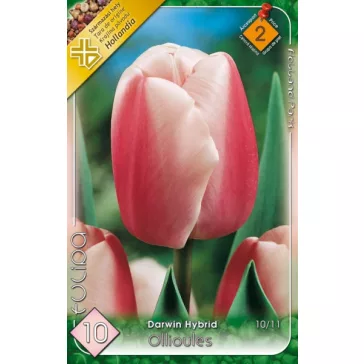 Tulipa Ollioules / Tulipán Ollioues 6 db (LA)