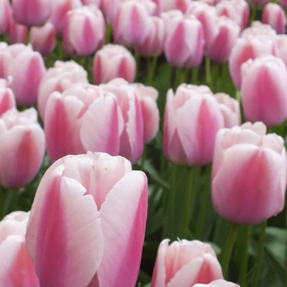 Tulipa Ollioules / Tulipán Ollioues 6 db (LA)