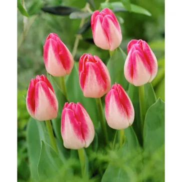 Tulipa Page Polka / Tulipán Page Polka 10 db (LA)