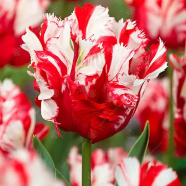   Tulipa Parrot Estella Rijnveld / Papagájvirágú tulipán 7 db (LA)