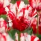 Tulipa Parrot Estella Rijnveld / Papagájvirágú tulipán 7 db (LA)