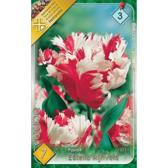 Tulipa Parrot Estella Rijnveld / Papagájvirágú tulipán 7 db (LA)