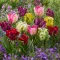 Tulipa Parrot Mixed / Papagájvirágú tulipán mix 7 db (LA)