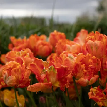   Tulipa Parrot Orange Favorite / Papagájvirágú tulipán 7 db (LA)