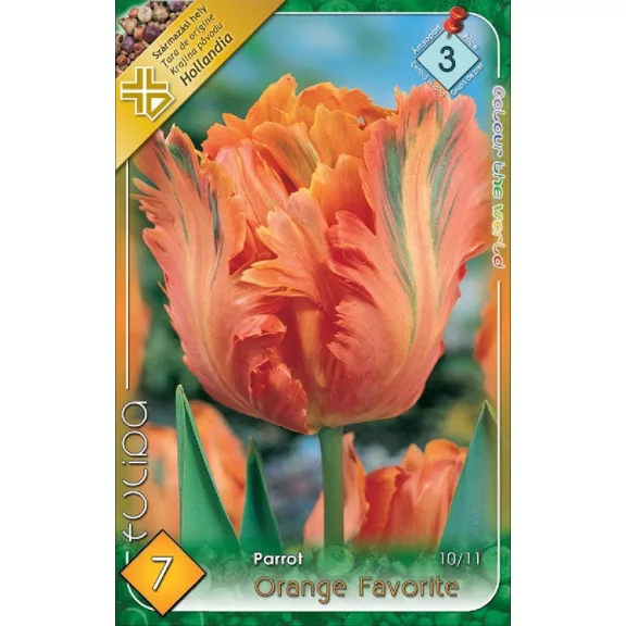 Tulipa Parrot Orange Favorite / Papagájvirágú tulipán 7 db (LA)
