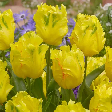   Tulipa Parrot Texas Gold / Papagájvirágú tulipán 7 db (LA)