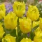 Tulipa Parrot Texas Gold / Papagájvirágú tulipán 7 db (LA)