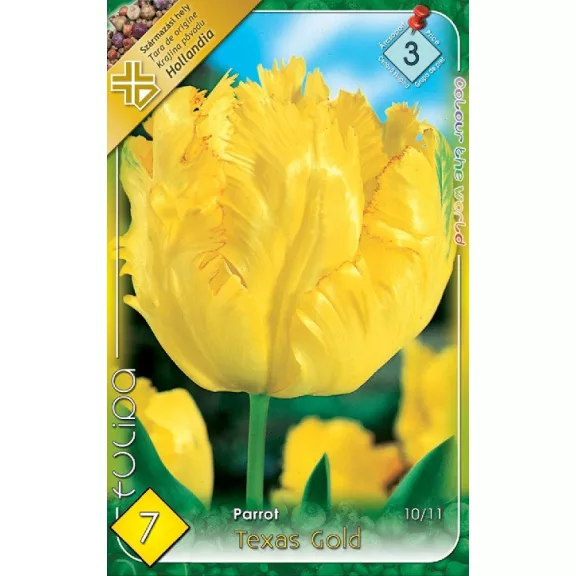 Tulipa Parrot Texas Gold / Papagájvirágú tulipán 7 db (LA)