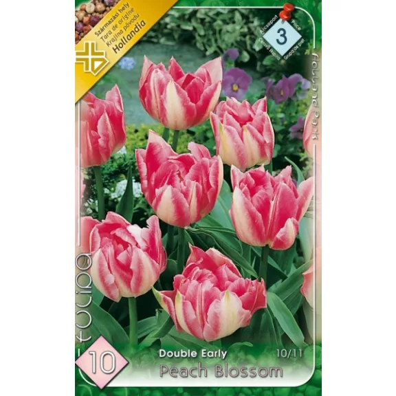 Tulipa Double Early Foxtrot / Teltvirágú korai tulipán 6 db (LA)