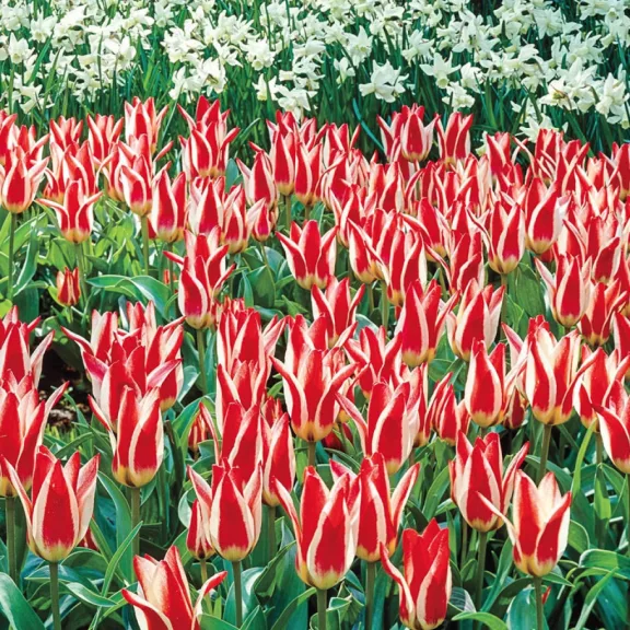 Tulipa Pinocchio / Greigii tulipán 10 db (LA)