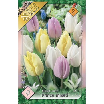   Tulipa Prince mix trio / Egyszerű virágú korai tulipán 6 db (LA)