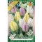 Tulipa Prince mix trio / Egyszerű virágú korai tulipán 6 db (LA)