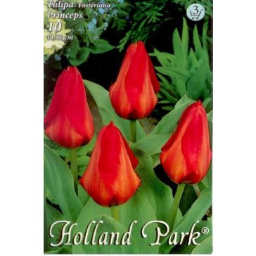 Tulipa Princeps / Fosteriana tulipán 10 db (LA)