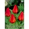 Tulipa Princeps / Fosteriana tulipán 10 db (LA)