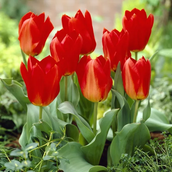 Tulipa Princeps / Fosteriana tulipán 10 db (LA)