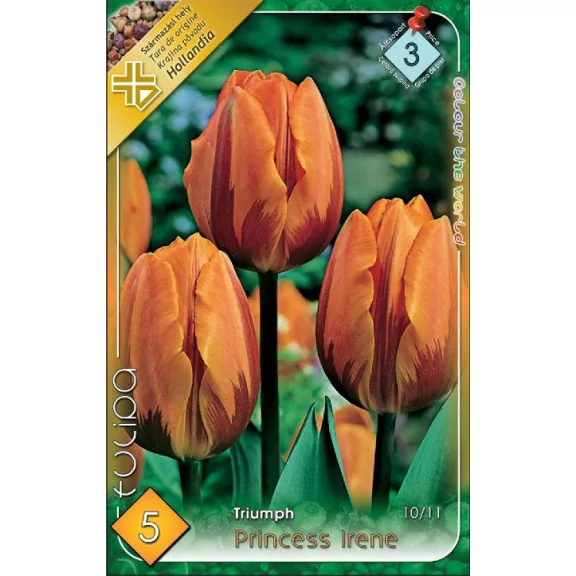 Tulipa Princess Irene / Triumph tulipán 5 db (LA)