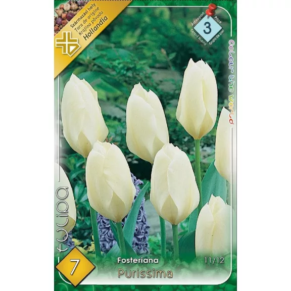 Tulipa Purissima / Fosteriana tulipán 7 db (LA)